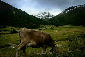 koeien begrazing in de panorama van de bergen van livigno in valtellina in de maand van augustus in de zomer van 2023 foto