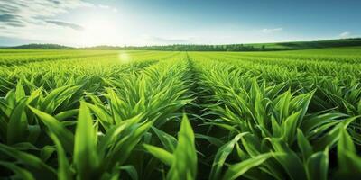 veld- van levendig groen biobrandstof gewassen. ai gegenereerd. foto