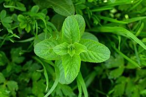 wild munt mentha arvensis dichtbij omhoog foto