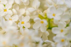 wit lila bloemen voorjaar achtergrond foto