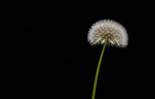 paardebloem met zaden dichtbij omhoog foto