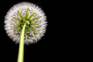 paardebloem met zaden dichtbij omhoog foto