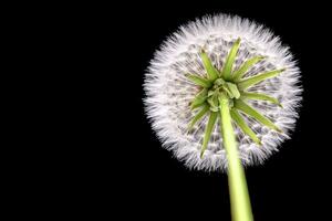 paardebloem met zaden dichtbij omhoog foto