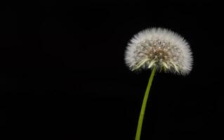 paardebloem met zaden dichtbij omhoog foto