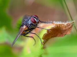 vlieg insect Aan blad dichtbij omhoog foto