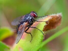 vlieg insect Aan blad dichtbij omhoog foto