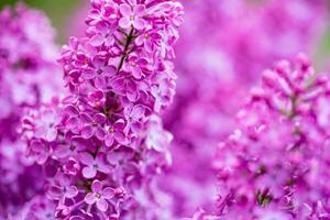 roze lila bloemen dichtbij omhoog foto