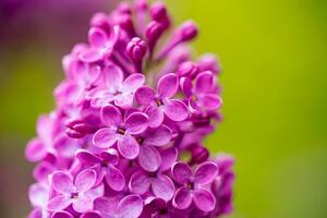 roze lila bloemen dichtbij omhoog foto