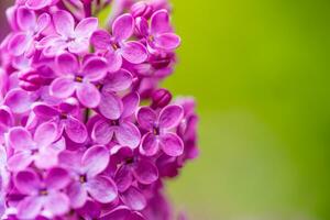 roze lila bloemen dichtbij omhoog foto