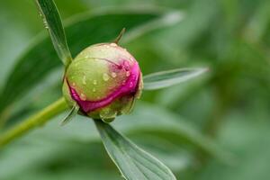 pioen bloem knop foto