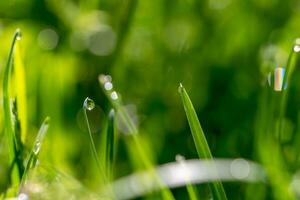 regen druppels Aan groen gras dichtbij omhoog foto