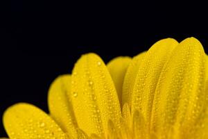 geel gerbera bloem met water druppels foto