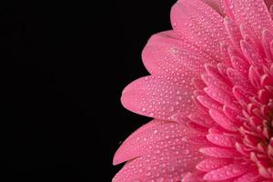 roze madeliefje gerbera bloem foto