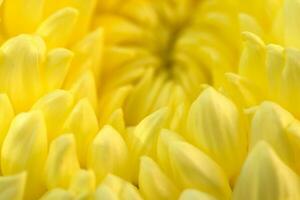 geel madeliefje gerbera bloem achtergrond foto