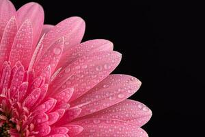 roze madeliefje gerbera bloem foto