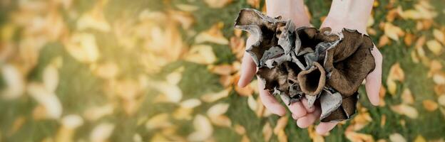 handen met zwart chanterelle champignons Aan een spandoek. kraterlus hoorn des overvloeds, of toeter van genoeg trompet of van de dood foto