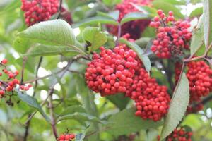 bessen en bladeren van de rood vlierbes - sambucus racemosa foto