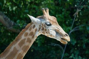 west Afrikaanse giraffe vol lichaam schot in de Parijs zoölogisch park, voorheen bekend net zo de bois de vincennes, 12e arrondissement van Parijs, welke covers een Oppervlakte van 14.5 hectare foto