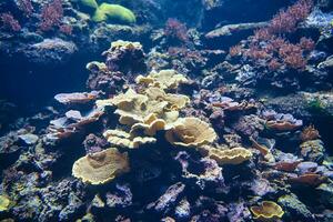 Bij de Parijs aquarium u zullen Ontdek de beste leven Bouwers van onze planeet. deze zijn rif-bouwen koralen. primitief, koloniaal dieren, van wie eenvoudig eenheid is de poliep, een soort van anemoon foto