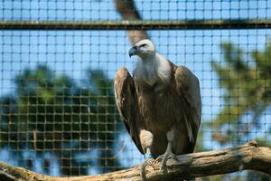 griffon gier, Euraziatisch griffon in de Parijs zoölogisch park, voorheen bekend net zo de bois de vincennes, 12e arrondissement van Parijs, welke covers een Oppervlakte van 14.5 hectare foto