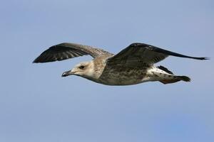 Europese haring meeuw, meeuw, vogel beeld foto