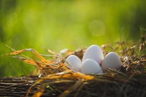 eieren op nest met ochtendtijd foto