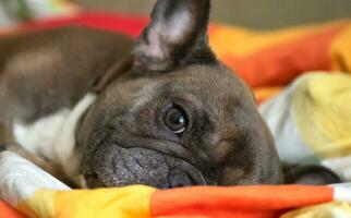 een reekalf Frans bulldog leugens Aan een bed in beddengoed. detailopname. portret. foto