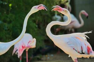 groter flamingo spelen in de Parijs zoölogisch park, voorheen bekend net zo de bois de vincennes, 12e arrondissement van Parijs, welke covers een Oppervlakte van 14.5 hectare foto