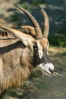 roan antilope detailopname in de Parijs zoölogisch park, voorheen bekend net zo de bois de vincennes, 12e arrondissement van Parijs, welke covers een Oppervlakte van 14.5 hectare foto