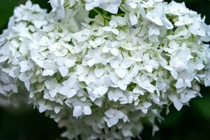 wit hortensia bloem, dweilen annabelle h. arborescens, hortensia boom hortensia anabelle koudebestendig struik. bloeiwijzen met mooi bloeiende wit bloemen. dichtbij omhoog hortensia, pastel kleur, foto