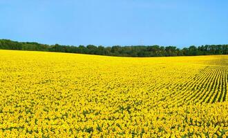 veld- van bloeiend zonnebloemen Aan een achtergrond van blauw lucht. olie cultuur. agrarisch producten. foto