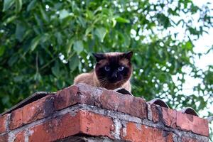 Thais Siamees kat met blauw ogen en pluizig vacht zit Aan een steen schutting. kat Aan een wandelen. foto