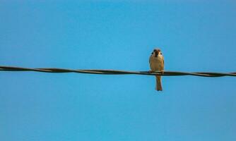 een mooi mus is neergestreken Aan een elektrisch kabel tegen de blauw lucht foto