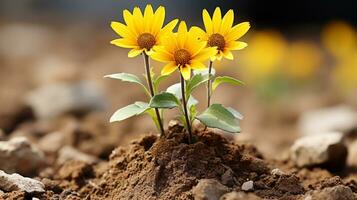 drie zonnebloemen groeit uit van aarde in een veld- generatief ai foto