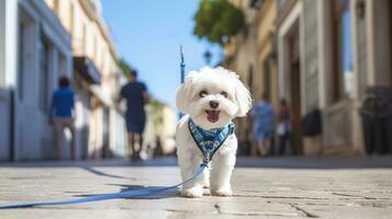 een wit Maltees wandelen Aan een stad trottoir met een blauw riem foto