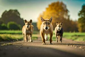 drie honden wandelen naar beneden een aarde weg. ai-gegenereerd foto