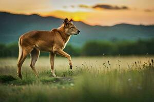 een dingo is wandelen in de gras Bij zonsondergang. ai-gegenereerd foto