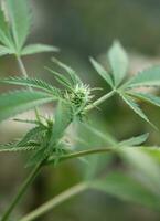 blauw gorilla hasj klein fabriek in week 5 van bloeiend buitenshuis toenemen achtergrond van hennep marihuana bloemknoppen dichtbij omhoog schot bladeren Aan medisch onkruid hennep struiken generatief foto