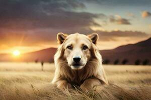 een leeuw is zittend in de midden- van een veld- Bij zonsondergang. ai-gegenereerd foto