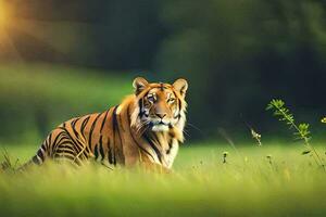 een tijger is wandelen door een met gras begroeid veld. ai-gegenereerd foto