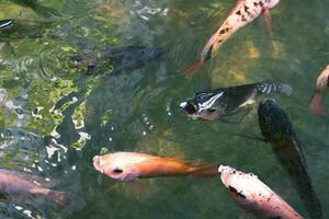 dichtbij omhoog van divers koi vis zwemmen in een vijver. mooi, exotisch, kleurrijk, bokeh achtergronden. foto