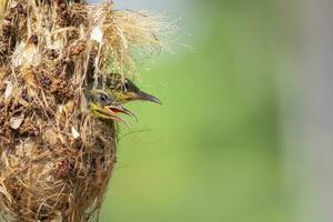 beeld van baby vogelstand zijn aan het wachten voor de moeder naar voeden in de vogel nest Aan natuur achtergrond. vogel. dieren. foto