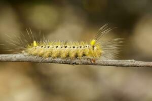 beeld van harig rups- Aan boom Afdeling Aan natuurlijk achtergrond. insect. worm. dier. foto