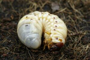 beeld van eten wormen, kokosnoot neushoorn kever orycten neushoorn, larve Aan de grond. foto