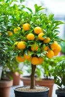 oranje fabriek groeit fruit boom foto