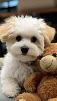 bichon frise met een pluizig teddy beer snee, klaar voor knuffels foto