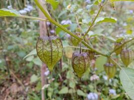 ciplukaan fruit of groen morille BES welke is lager fruit in de huis tuin waar deze fruit heeft veel Gezondheid voordelen foto