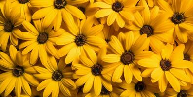 tuinieren bloeiende geel fabriek groep patroon oranje bloem natuur bloemen foto