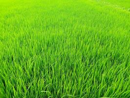 een visie van groen rijstveld achtergrond beeld foto