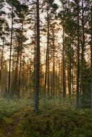 pijnboom Woud door een Woud meer Bij zonsopkomst in Zweden. zon stralen schijnend door de bomen foto